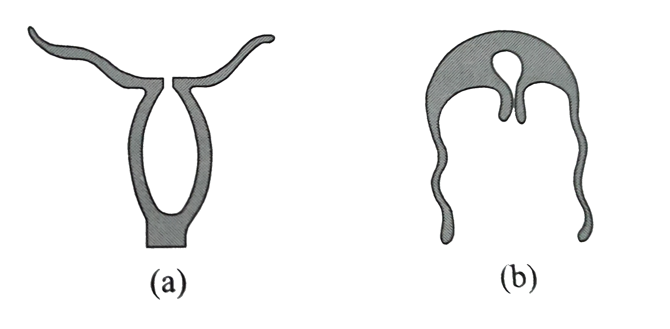 Two figures are given below. Select the correct statement .      (a) Both figures represent the outline of body form of porifera. 

(b) Figure (a) indicates Adamsia and (b) indicates Aurelia 

(c) Figure (a) represent polyp and (b) represent medusa. 

(d) Both (b) and ( c) are correct.