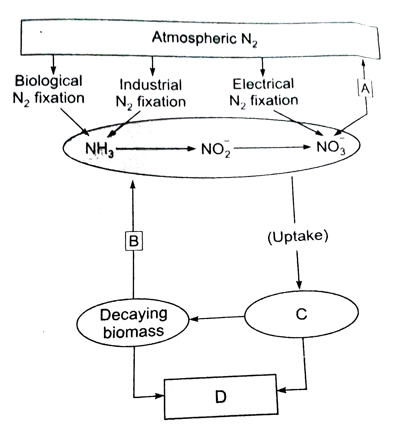 Study the cycle shown in Fig. 12.7 and select the option which gives correct words for all the four blanks A, B, C, and D.