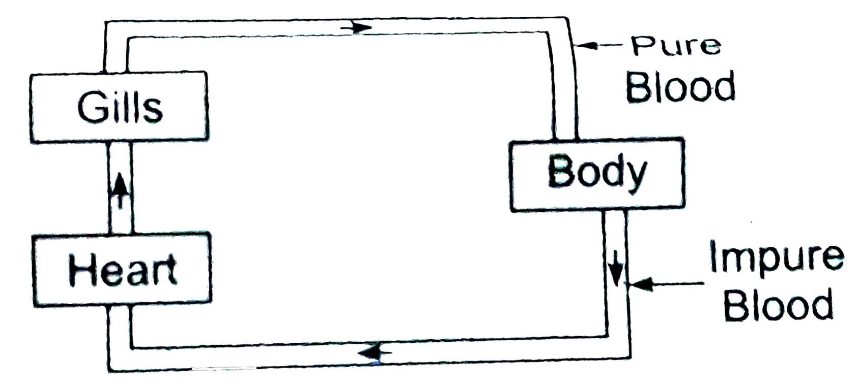 The given diagram represents circulation in
