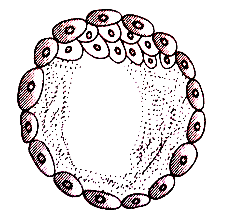 Ifdentify the human developmental stage shown in the figure as well as the related right place of its occurrence in a normal pregnant woman. Select the right option for the two together.