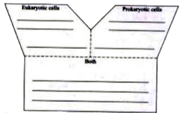 Differentiate between prokaryotic and eukaryotic cells.     In the top left side of the Y shape below, write the characteristics of eukaryotic cells. In the top right side of the Y shape below, write the characteristics of prokaryotic cells.     At the bottom of the Y shape below, write the characteristics that both kinds of cells have in common.