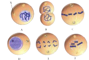 The diagrams below show cells in various phases of the cell cycle. Note the cells are not arranged in the order in which the cell cycle occurs. Use these diagrams to answer the following questions.      Which cell is in metaphase?