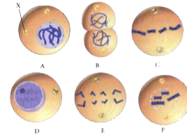 The diagrams below show cells in various phases of the cell cycle. Note the cells are not arranged in the order in which the cell cycle occurs. Use these diagrams to answer the following questions.      In cell A, what structure is labelled X?