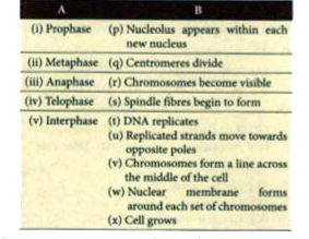 Match the phases of mitosis in column A with statements in column B. (There could be more than one correct answer.)