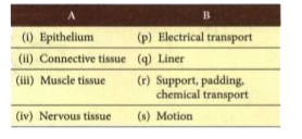 There are  types of tissues. Match the following forms in column A with some of their main functions in column B.