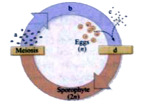 Refer to the diagram to fill in the blanks in the sentences that follow:    A sporophyte produces by meiosis. A spore undergoes mitosis becoming   .Eggs and combine during  forming a zygote. The zygote grows by mitosis, forming a new sporophyte.