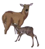 The figure shows a young deer feeding from its mother.      State two features of the deer, visible in figure, that distinguish mammals from other vertebrates.
