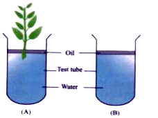 The figure given below represents the set up at the start of certain experiment to demonstrate an activity of plants:      What will be the observation in the two test tubes after about 2-3 days?