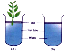 The figure given below represents the set up at the start of certain experiment to demonstrate an activity of plants:      Give reason to explain any change observed as answered in ( c) above.