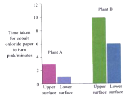 A special kind of paper, called cobalt chloride paper, is blue when dry but turns pink when wet. It can be used to show the presence of moisture. In an experiment, some dry, blue cobalt chloride paper was attached to the upper and lower surfaces of a leaf on plants A and B. The graph given below shows the results for the upper and lower surface of each plant, A and B. The y axis shows the time taken for the cobalt chloride paper to turn pink. Look at the graph and answer these questions.      Plant A loses water more quickly than plant B. Suggest two features of the leaves of plant A which would explain this difference.