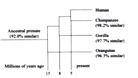 The diagram shown below a comparison of nitrogen base sequences in the DNA of some organism to those of a human. According to this diagram, humans may be most closely relates to the