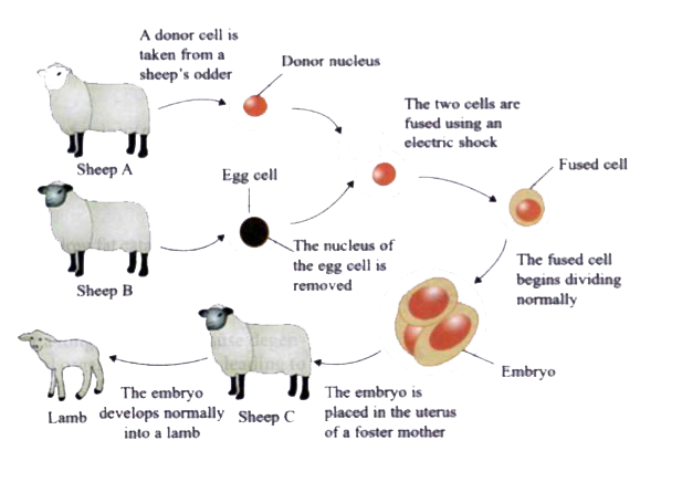 Observe the picture and answer the questions below:         In the cloning shown above, which sheep is the source of the nucleus in the fused cell?