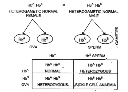 ocr_image