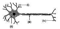 चित्र में दिखाए गए न्यूरॉन के विभिन्न भागों को नामांकित कीजिए।