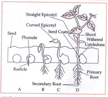Label the following diagrams and identify the types of seed germination
