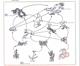 Complete the food web by using following organisms given below. Frog, eagle, lizard, insect, flowering plant, snake, brids.