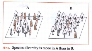 What can you say about species diversity A & B?