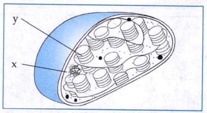 Observe the figure below and answer the following questions.   
Is this structure seen in plant cells or animals cells?