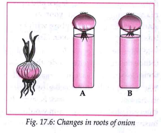 As shown in the figure, place an onion on each gas jar in such a way that its base (roots) will remain dipped in water. Measure and record the length of the roots of both onions on the first, second and third day. On the fourth day, cut off 1 cm of the roots of the onion in flask B Measure the length of the roots of both onions for the next five days and record table.
  
 
  
 
 
 Which onion has longer roots? Why?