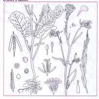 Dicot Plants What are the characteristics of the above plants in terms of root system?