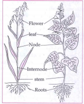 Monocot and Dicot plants  How the venations are present on the leaves of these types of plants?