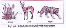 Food chain in a forest ecosystem: