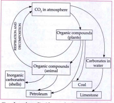 Carbon cycle  Is carbon dioxide gas freely available in the atmosphere?