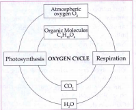 Is oxygen gas freely available in the
atmosphere?