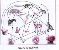 What will happen if one animal in the food
chain goes extinct?