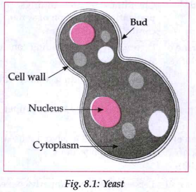 ocr_image