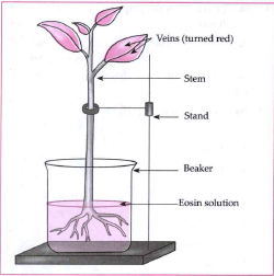 Take a small plant like balsam or tuberose with its  roots intact. Wash and clean its roots. As whond in the fig, keep it in the water containing a stain like safranin or eosin. Observe the stem and the veins of the leaves after 2-3 hours.