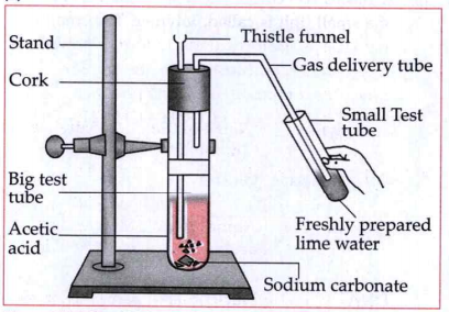 Study the diagram and answer the following questions:    Which acid is present in the big test tube?