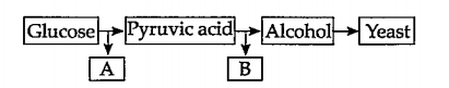 A  B   Name the processes A and B.