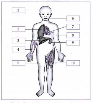 Label the following diagrams:   Name the body parts in the following diagram
