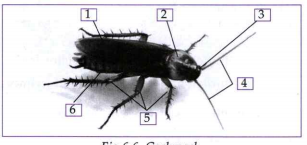 Label the following diagrams:   Cockroach