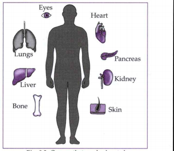 Label the organs in the diagram and name the diagram/ caption.