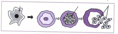 Observe the diagram and explain the formation of cyst in Amoeba during during multiple fission.