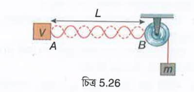 চিত্র অনুযায়ী 2xx10^-3 kg*m^-1 রৈখিক ঘনত্ববিশিষ্ট তারের
সাহায্যে একটি হালকা কপিকলের দ্বারা একটি ভর ঝোলানো আছে। তারটির অপরপ্রান্ত একটি 700 Hz কম্পাঙ্কবিশিষ্ট স্পন্দক (vibrator) V-এর সাথে
যুক্ত। স্পন্দক এবং কপিকলের মধ্যে দূরত্ব, L = 1m |যে সর্বোচ্চ টানের জন্য স্থাণুতরঙ্গ সৃষ্টি হওয়া সম্ভব