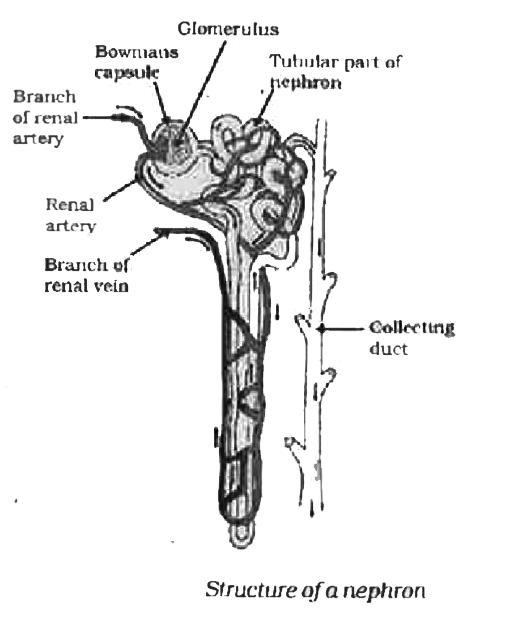 Sketch of the functional unit of the kidney with the glomerulus the   Download Scientific Diagram