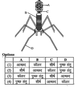 नीचे एक जीवाणुभोजी का चित्र दिया गया है। दिये गये विकल्पों में से किस एक में चारों भाग A, B,C तथा D ठीक दिये गये हैं -