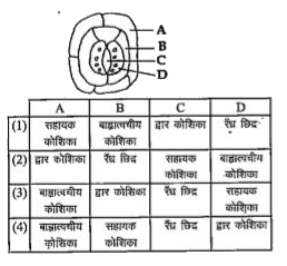 नीचे दिये जा रहे आरेख में रंध्री तंत्र दर्शाया गया है! निम्नलिखित चार विकल्पों (1-4) में से किस एक में सभी चारों अंकित भाग A, B,C तथा D सही बताए गए हैं ?