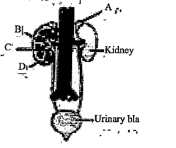 दिए गए चित्र में मनुष्य के मूत्र-तंत्र का आरेख दर्शाया गया है जिसमें उसकी चार संरचनाओं A से D का नामांकन किया गया है। उस विकल्प को चुनिए जिसमें सही संरचना के साथ-साथ उसकी सही विशिष्टता और/अथवा कार्य को बताया है -
