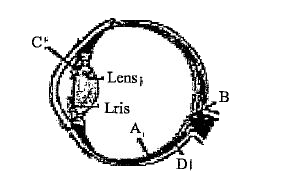 मानव नेत्र के चार भाग A, B, C और D आरेख में दर्शाए गए है। भाग की सही पहचान के साथ-साथ उसके कार्य/लक्षण के विकल्प को चुनिए :