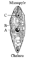 In given diagram of fertilized embryo sac, Identify A, B, C