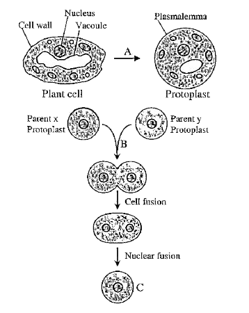 The following diagram refers to protoplast fusion          Here A, B and C refers to