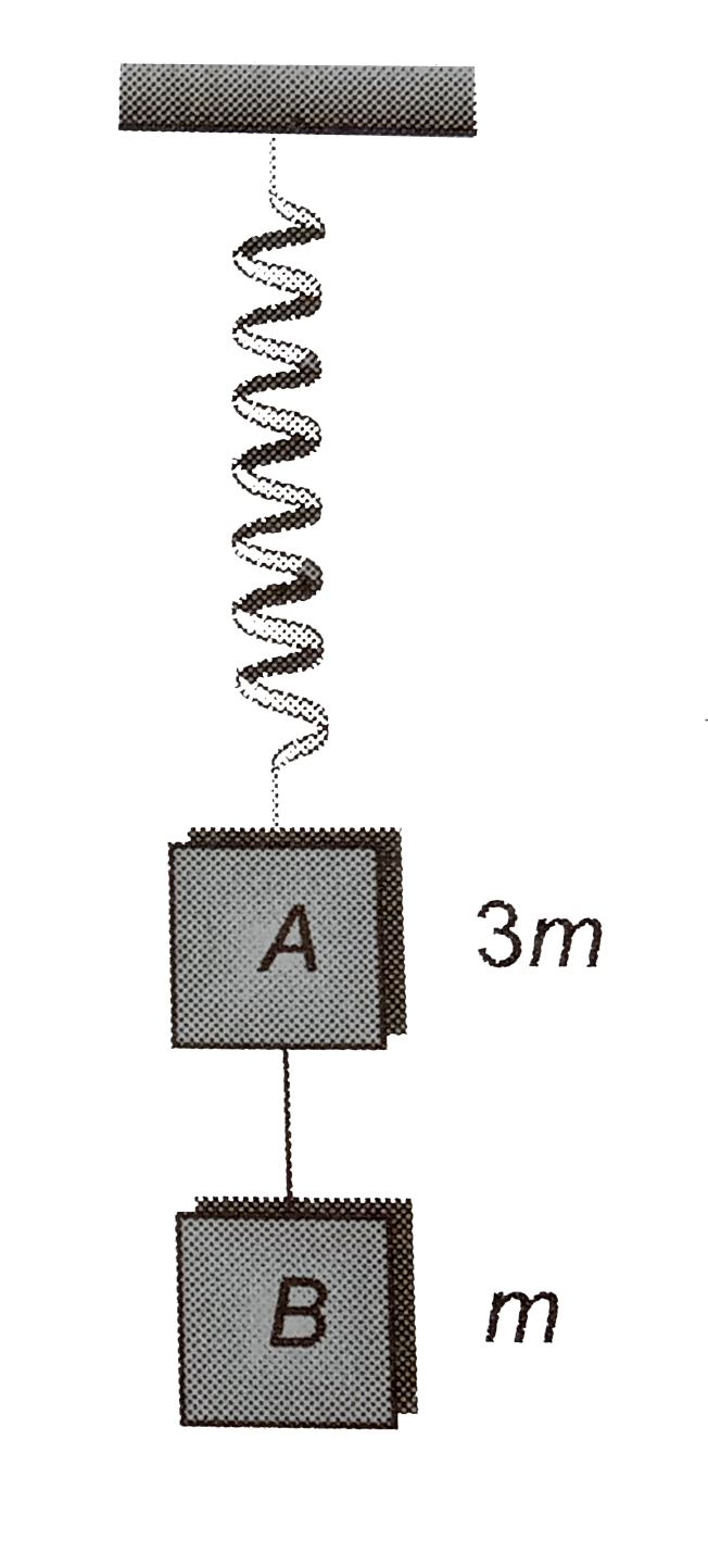 Two block A and B of masses 3m and m respectively are connected by a massless and nextensible string. The whole system is suspended by a massless spring as shown in figure. The magnitudes of acceleration of A and B immediately after the string is cut, are resectively