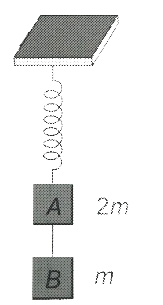 Two blocks A and B of  masses 2m and respectively, are connected by a massless and inextensible string. The whole system is suspended by a masslessspring as shown in the figure. The magnitude of acceleration of A and B, immediately after the string is cut, are respectively