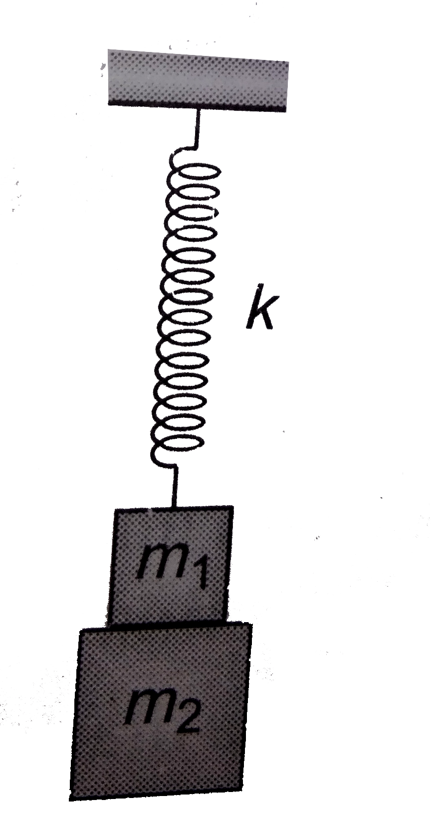 Two blocks of masses m1 and m2 are attached to the lower end of a light vertical spring of force constant k. The upper end of the spring is fixed. When the system is in equilibrium, the lower block (m2) drops off. The other block (m1) will