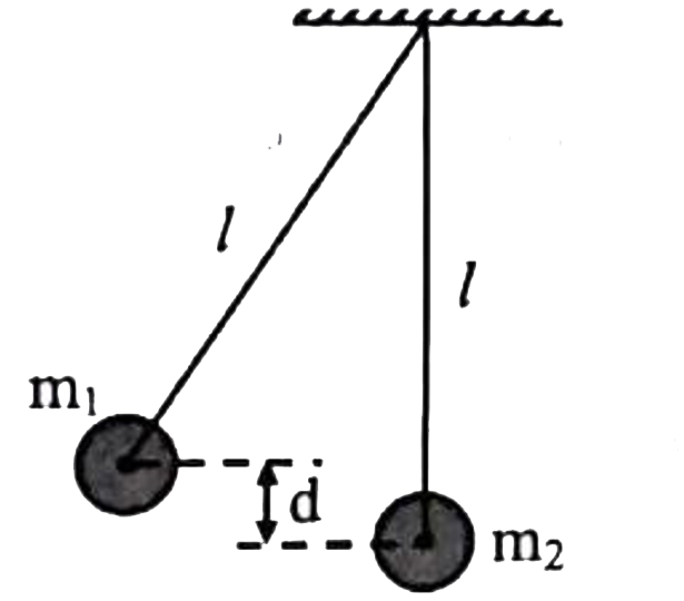 Two pendulums each of lengh l are initially situated as shown in figure. The first pendulum is released and strikes the second. Assume that the collision is completely inelastic and neglect the mass of the string and frictional effects. How high does the centre of mass rise after the  collision ?