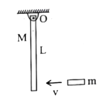 A wooden log of mass M&length L is hinged by a frictionless of nail at O. A bullet of mass m strikes with velocity v & sticks to it. Find the angular velocity of the system immediately after collision -